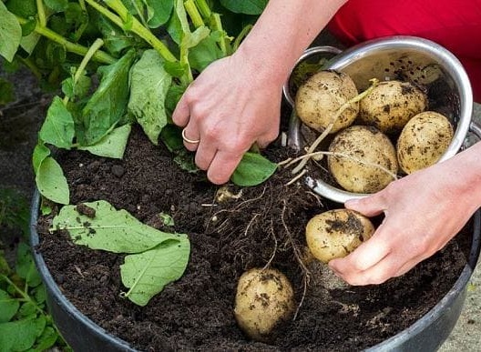 Growing Potato